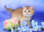 Ellie - British Shorthair Kitten For Sale - Brighton, CO, US