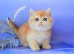 Erosha - British Shorthair Kitten For Sale - 