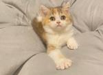 Calico British shorthair girl - British Shorthair Kitten For Sale - Athens, GA, US