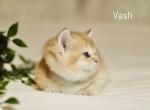 Litter V - British Shorthair Kitten For Sale - Federal Way, WA, US