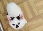 Panda - Domestic Kitten For Sale - Bronx, NY, US