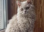 Farida - Selkirk Rex Kitten For Sale - Miami, FL, US