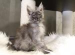 Marianne - Maine Coon Kitten For Sale - Miami, FL, US