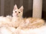 Mario - Maine Coon Kitten For Sale - Miami, FL, US