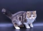 Tyson - Exotic Kitten For Sale - Norwalk, CT, US