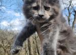 Everdeen - Maine Coon Kitten For Sale - Rockford, IL, US