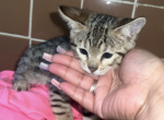 Bengal Savannah cross - Bengal Kitten For Sale - Worcester, MA, US