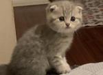 Larik - Scottish Fold Kitten For Sale - Philadelphia, PA, US