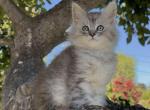 Lemon - Maine Coon Kitten For Sale - Las Vegas, NV, US