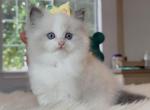 Cocoa - Ragdoll Kitten For Sale - Las Vegas, NV, US