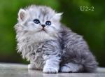 Silver Scottish Straight Highland - Scottish Straight Kitten For Sale - Folsom, CA, US