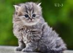 Scottish Straight Highland Male - Scottish Straight Kitten For Sale - 