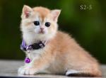 British Shorthair Golden Chinchilla - British Shorthair Kitten For Sale - Folsom, CA, US