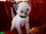 Percival - Siamese Kitten For Sale - Anza, CA, US