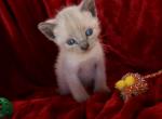 King Arthur - Siamese Kitten For Sale - Anza, CA, US