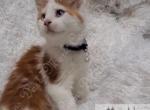 Willows litter - Maine Coon Kitten For Sale - 