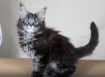 Malinka Maine Coon - Maine Coon Kitten For Sale - Wood Dale, IL, US