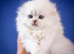 Businka female Scottish Fold - Scottish Fold Kitten For Sale - Wood Dale, IL, US