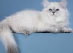 Julia - Siberian Kitten For Sale - Pembroke Pines, FL, US