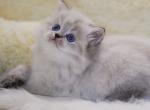 Zirka - Scottish Straight Kitten For Sale - Hollywood, FL, US