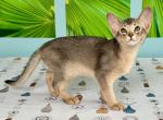 Urban - Abyssinian Kitten For Sale - Odesa, Odessa Oblast, UA