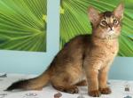 Tim - Somali Kitten For Sale - Odesa, Odessa Oblast, UA