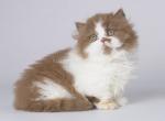 Cedr cinnamon bicolor minuet munchkin standard - Munchkin Kitten For Sale - CA, US