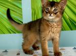 Thomas - Somali Kitten For Sale - Odesa, Odessa Oblast, UA