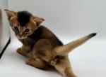 Zevs - Abyssinian Kitten For Sale - Odesa, Odessa Oblast, UA