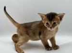 Zara - Abyssinian Kitten For Sale - Odesa, Odessa Oblast, UA