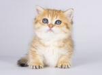 Eva munchkin standard little chubby golden tabby - Munchkin Kitten For Sale - CA, US