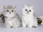 Fiksik munchkin standard chubby blue golden tabby - Munchkin Kitten For Sale - CA, US