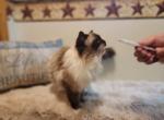 Kittens coming any second - Ragdoll Kitten For Sale - 