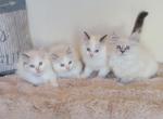 New kittens - Ragdoll Kitten For Sale - 