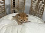 J&S BSH NY11 orange - British Shorthair Kitten For Sale - Englewood, CO, US