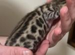 Roll - Bengal Kitten For Sale - Chicago Ridge, IL, US