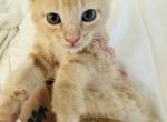 Apollo - Domestic Kitten For Sale - Bronx, NY, US