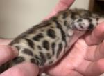 Sushi - Bengal Kitten For Sale - Chicago Ridge, IL, US