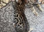 Lilly - Bengal Kitten For Sale - Pennsville Township, NJ, US