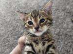 Lilla - Bengal Cat For Sale - Pennsville Township, NJ, US