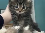 Tabby Female - Siberian Kitten For Sale - 