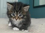 Tabby Male - Siberian Kitten For Sale - 