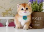 Kaleb - British Shorthair Kitten For Sale - Hollywood, FL, US