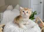 British shorthaired gold male kitten - British Shorthair Kitten For Sale - Thornton, CO, US