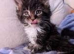 Mythical - Maine Coon Kitten For Sale - Fredericksburg, PA, US