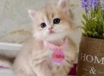 Jemma - British Shorthair Kitten For Sale - Hollywood, FL, US