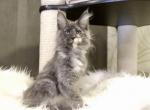 Malvina - Maine Coon Kitten For Sale - Miami, FL, US