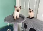 Luna - Siamese Kitten For Sale - 