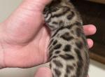 Sushi - Bengal Kitten For Sale - Livonia, MI, US