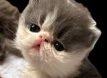 Extreme Blue & white bicolor boy - Persian Kitten For Sale - Ephrata, PA, US